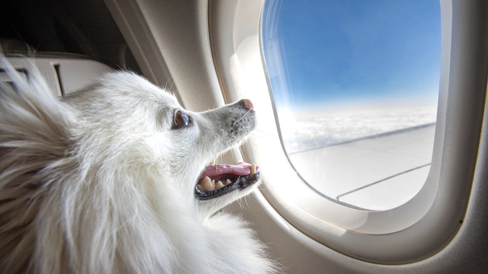 ESA Dog on Board