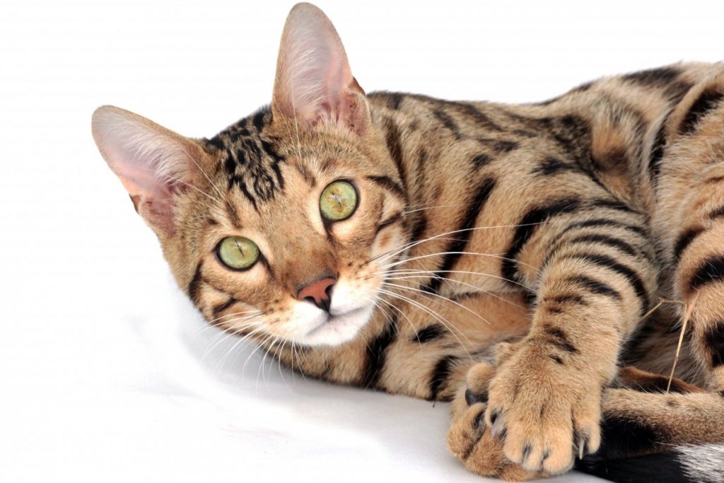 about-esa-cats