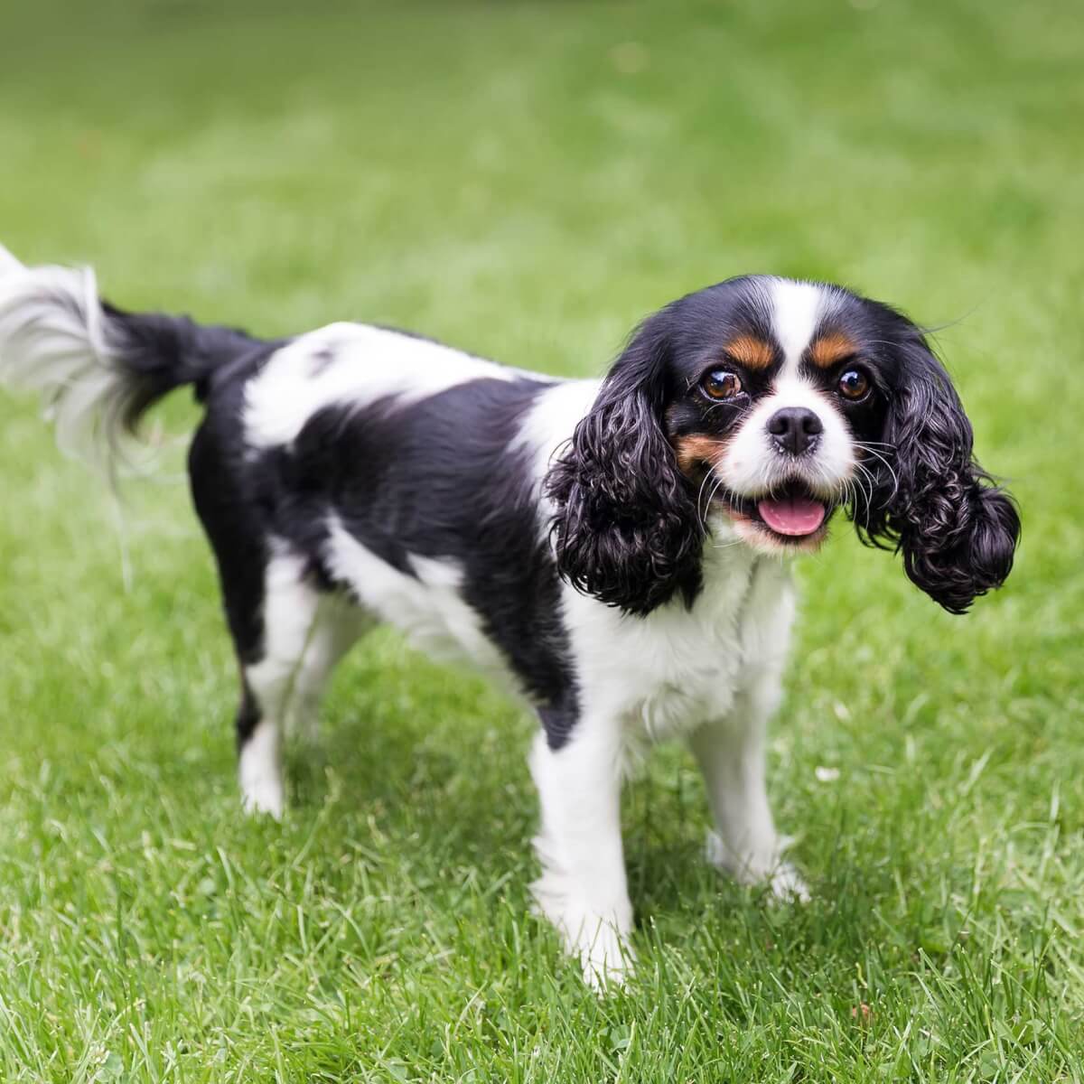 Cavalier king charles spaniel