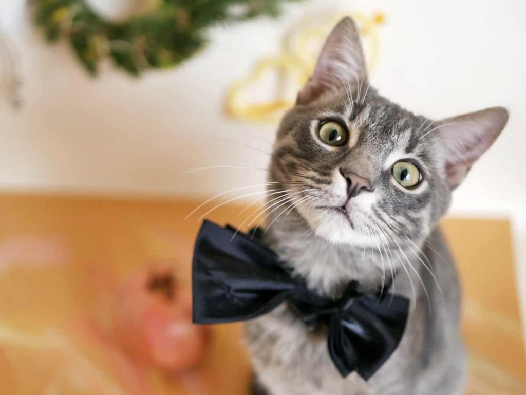 guideline-on-the-registration-of-esa-cat