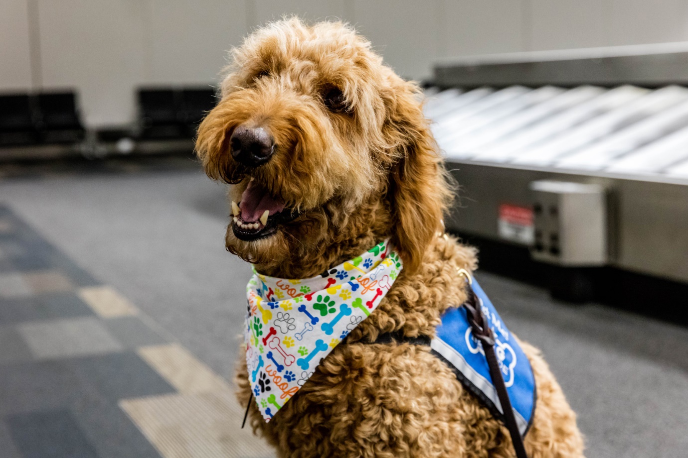 Dog As An Emotional Support Animal