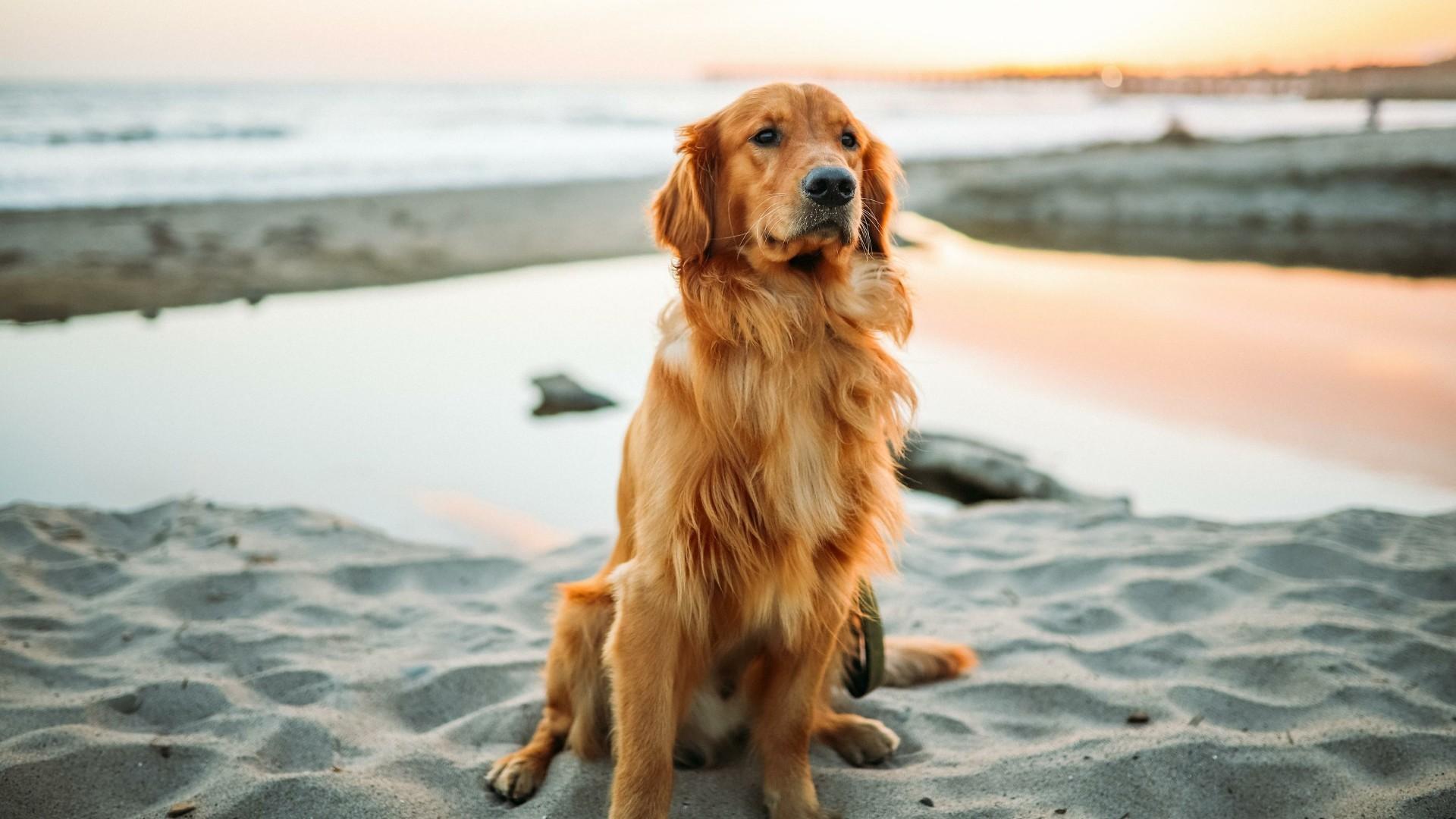 Golden retriever