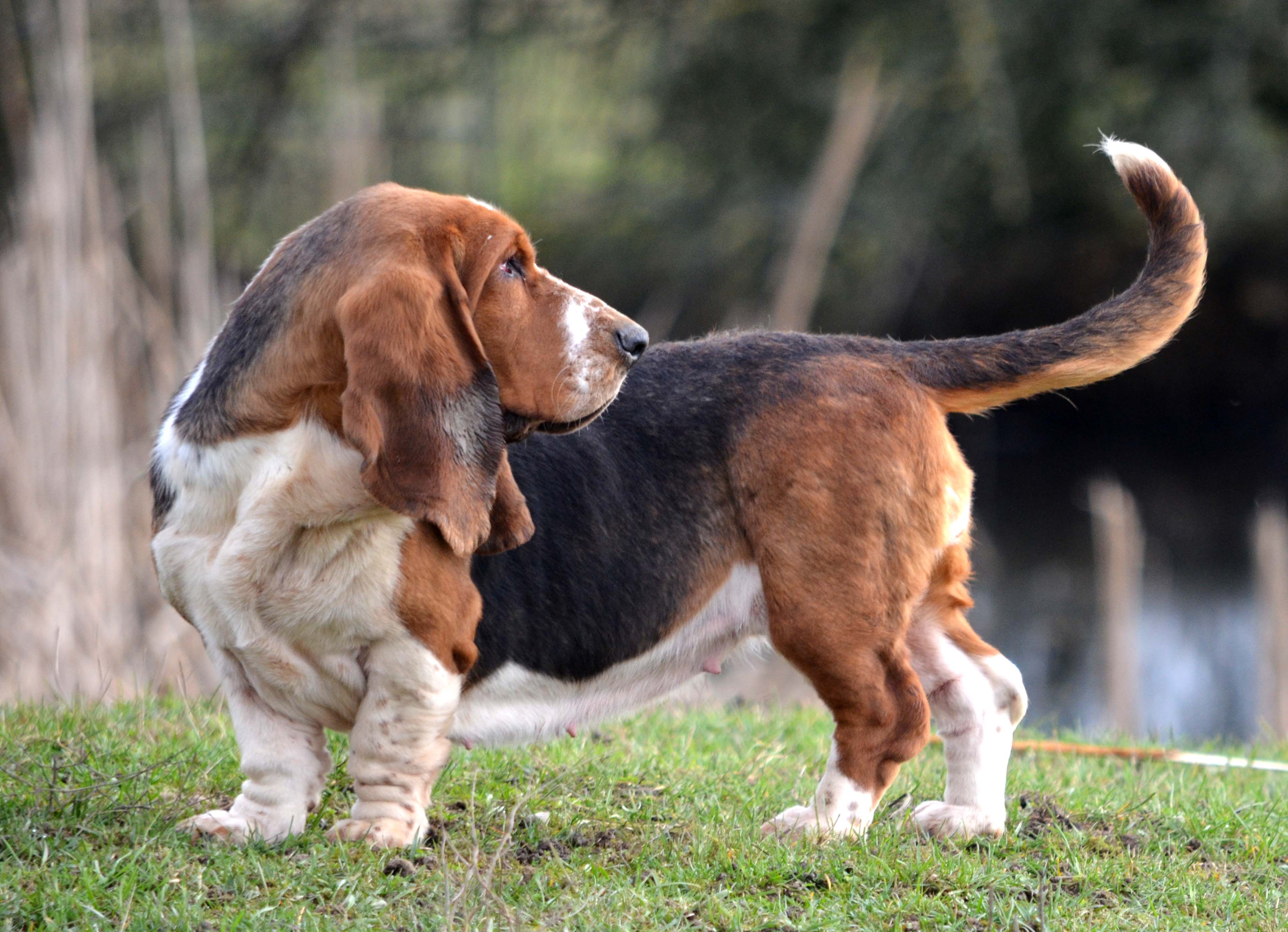 The basset hound