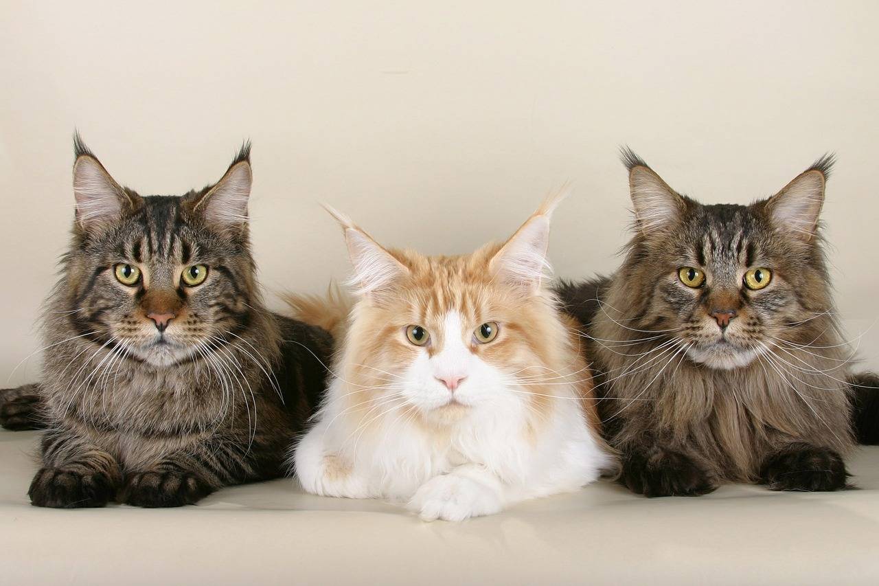 Maine Coon ESA cats