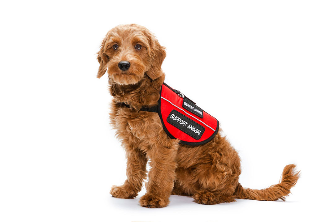 Emotional support 2025 dog vest chewy