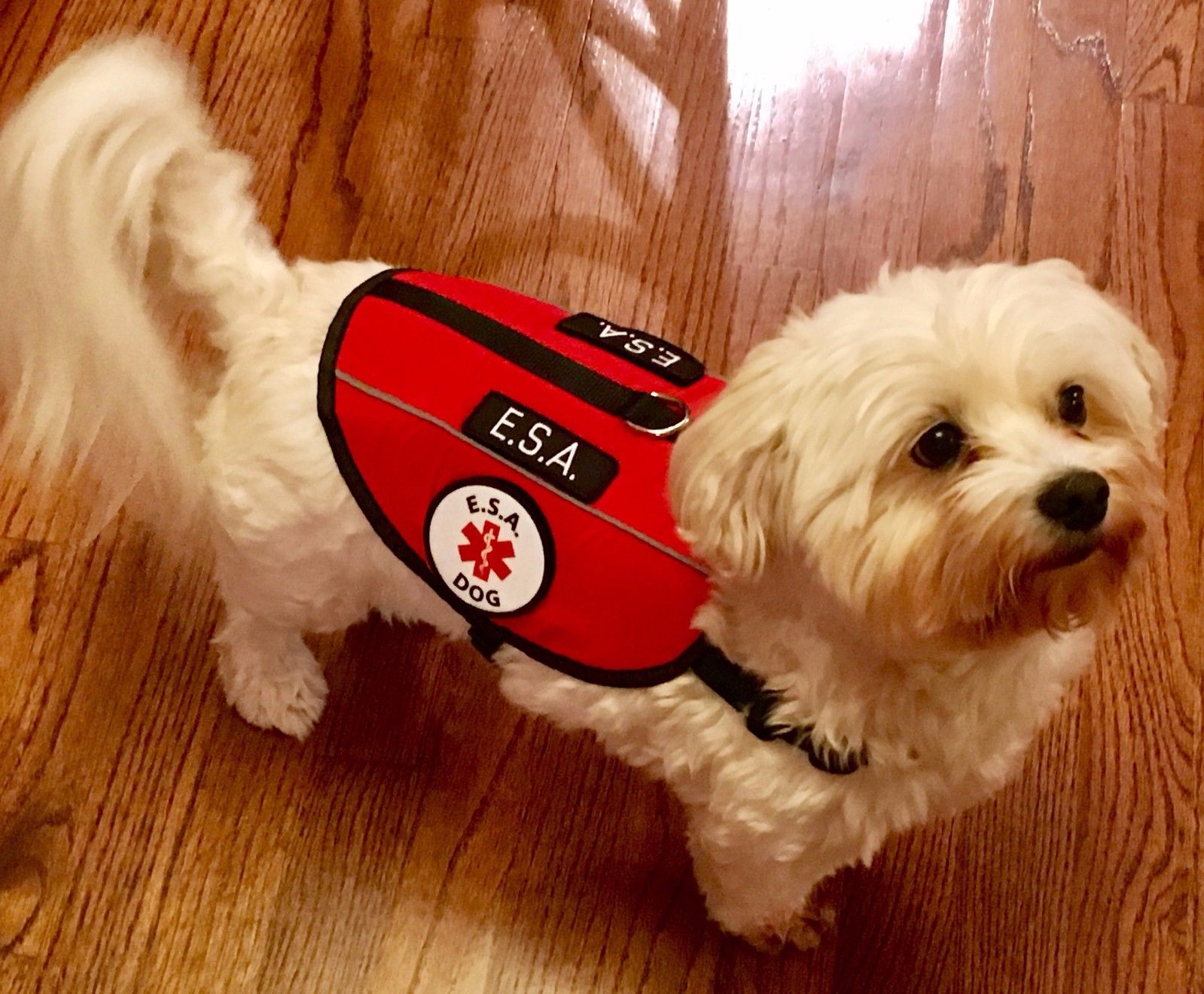 What Is An Emotional Support Dog Vest 