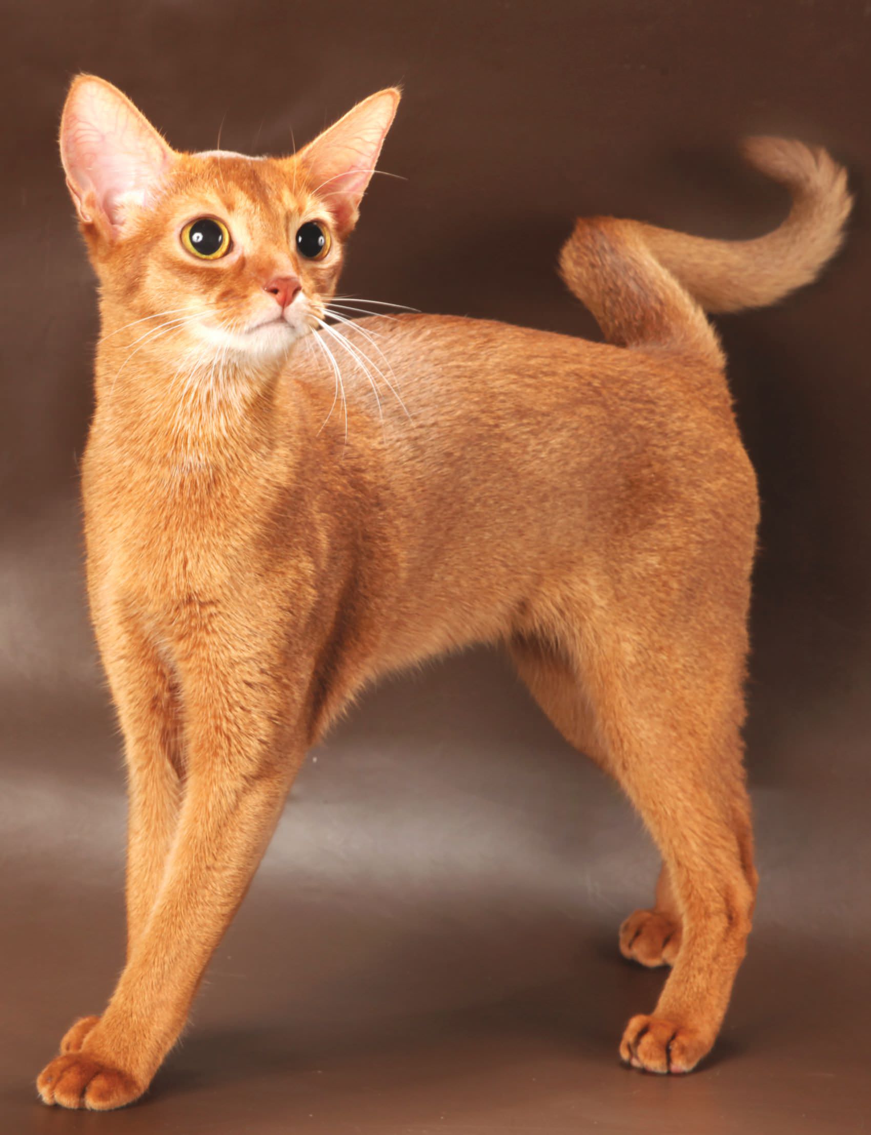 Abyssinian cats