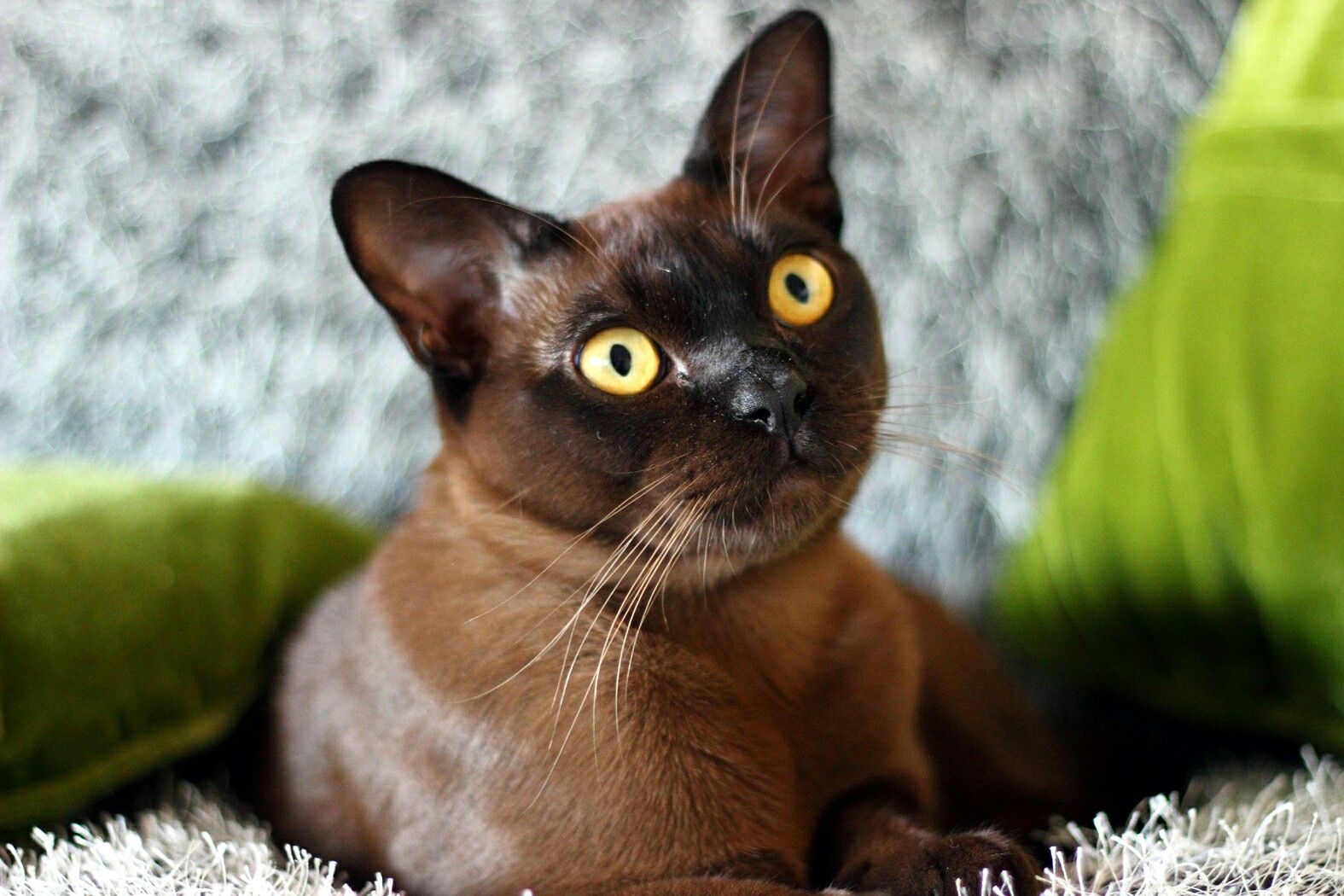 Burmese cat