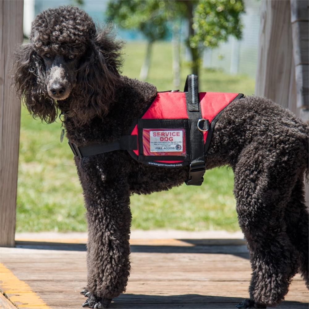 service dog vests