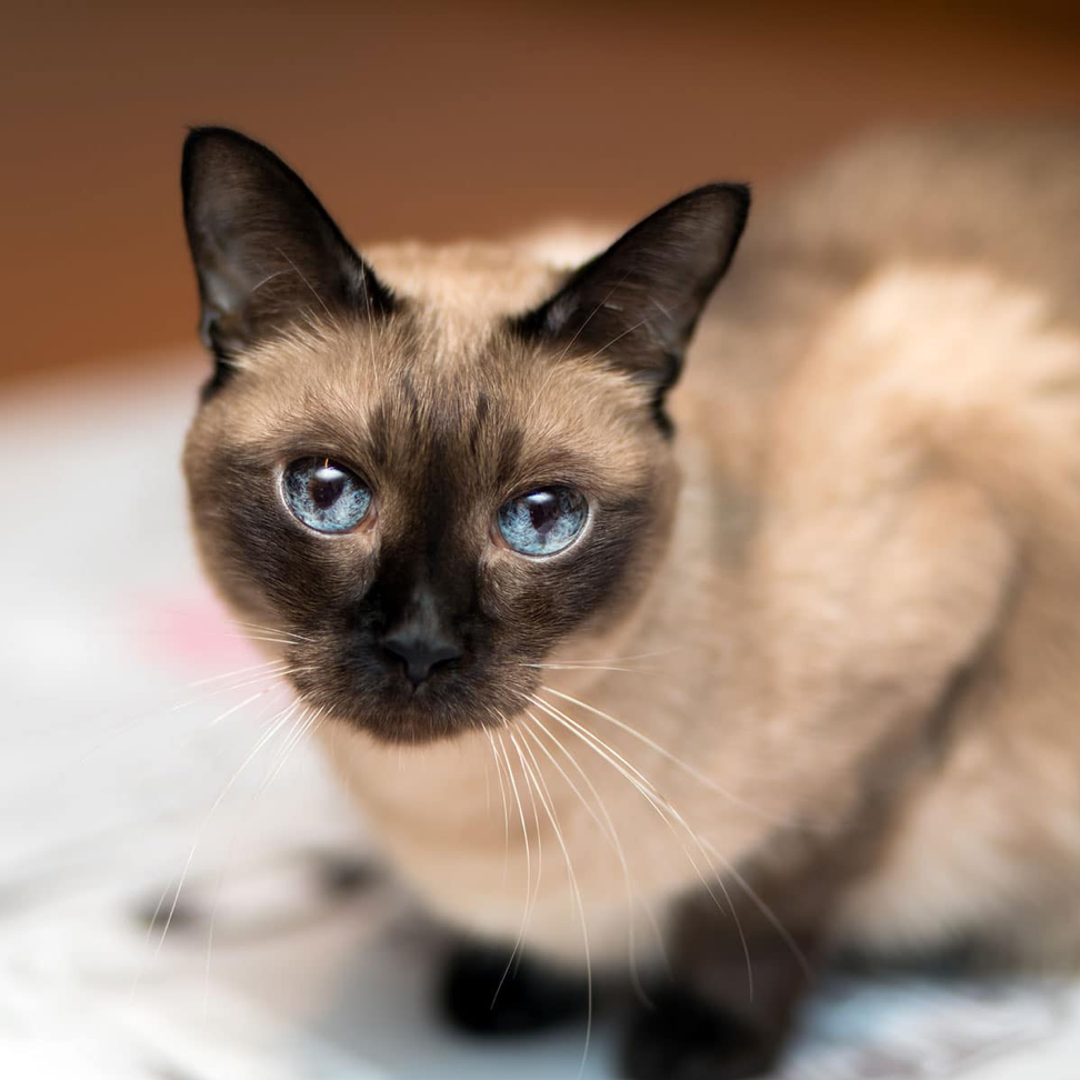 Siamese cat