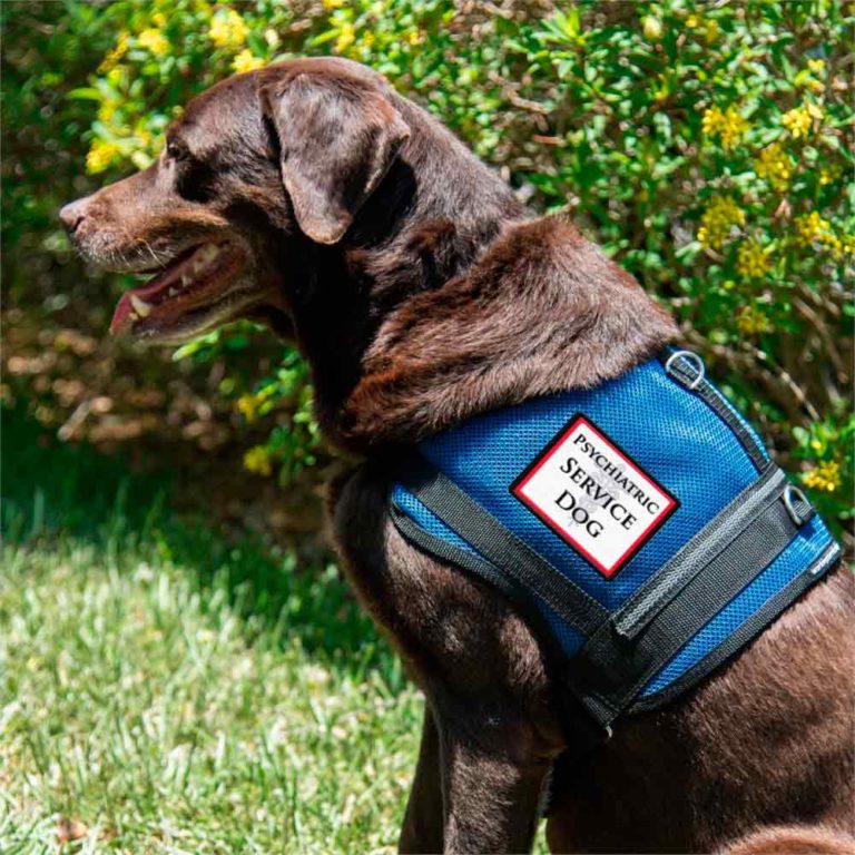 Service Dog Vest