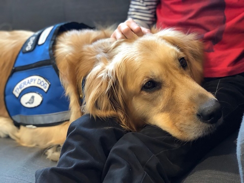 golden retriever emotional support dog