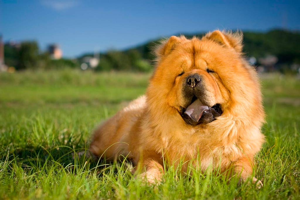 Chow-Chow