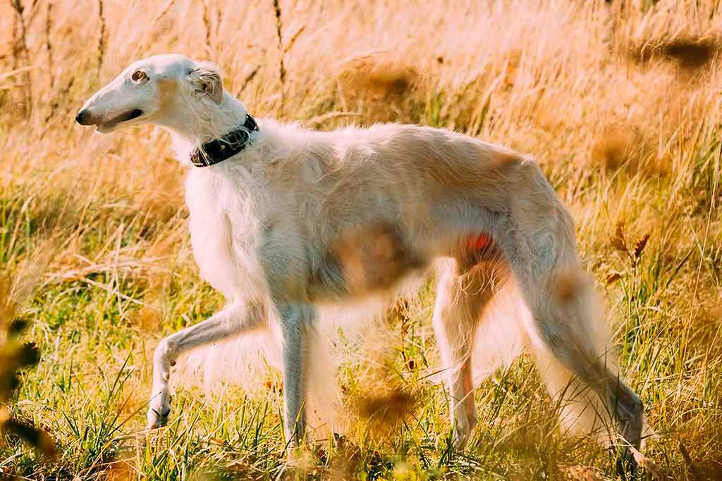 Russian wolfhound