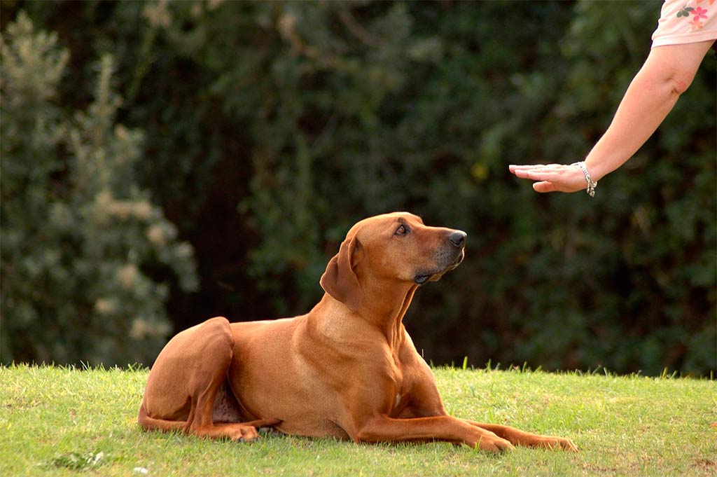 training dog