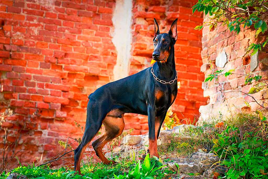 Doberman