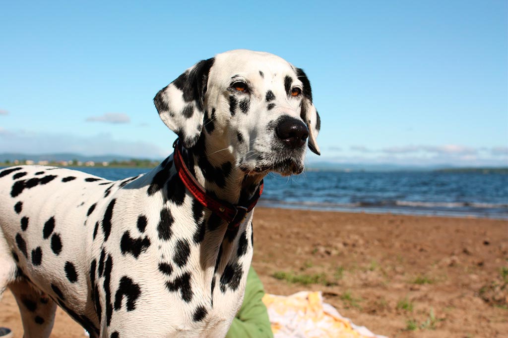 Dalmatian