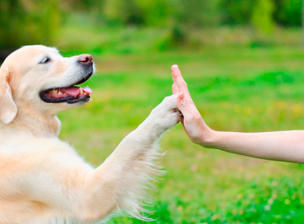 dog gives paw