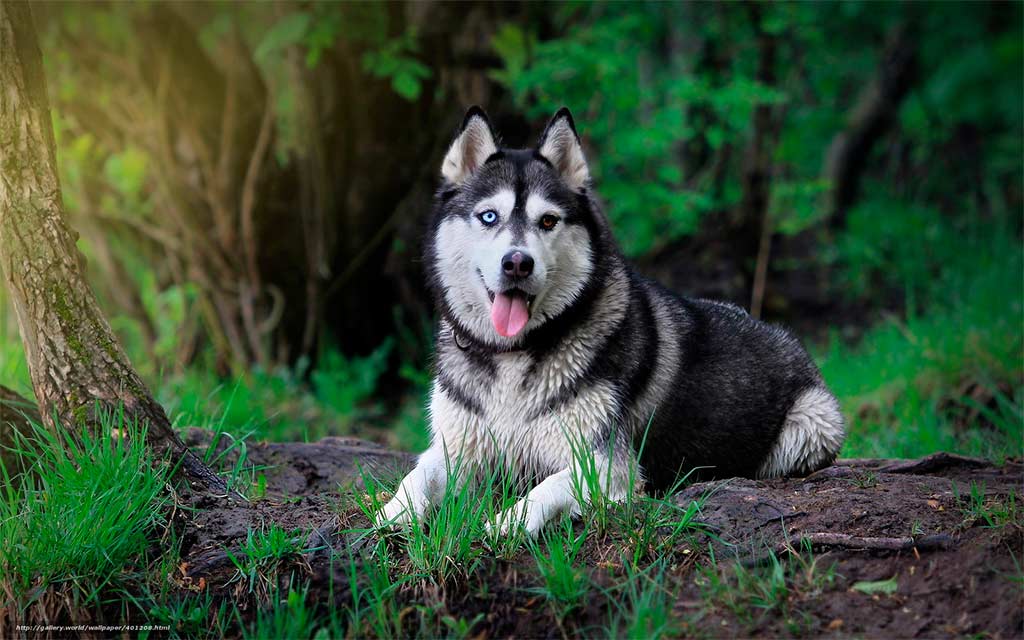 Siberian Husky