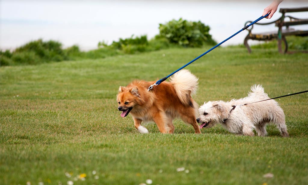 hardest dog breeds to train