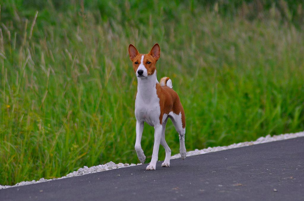 Basenji