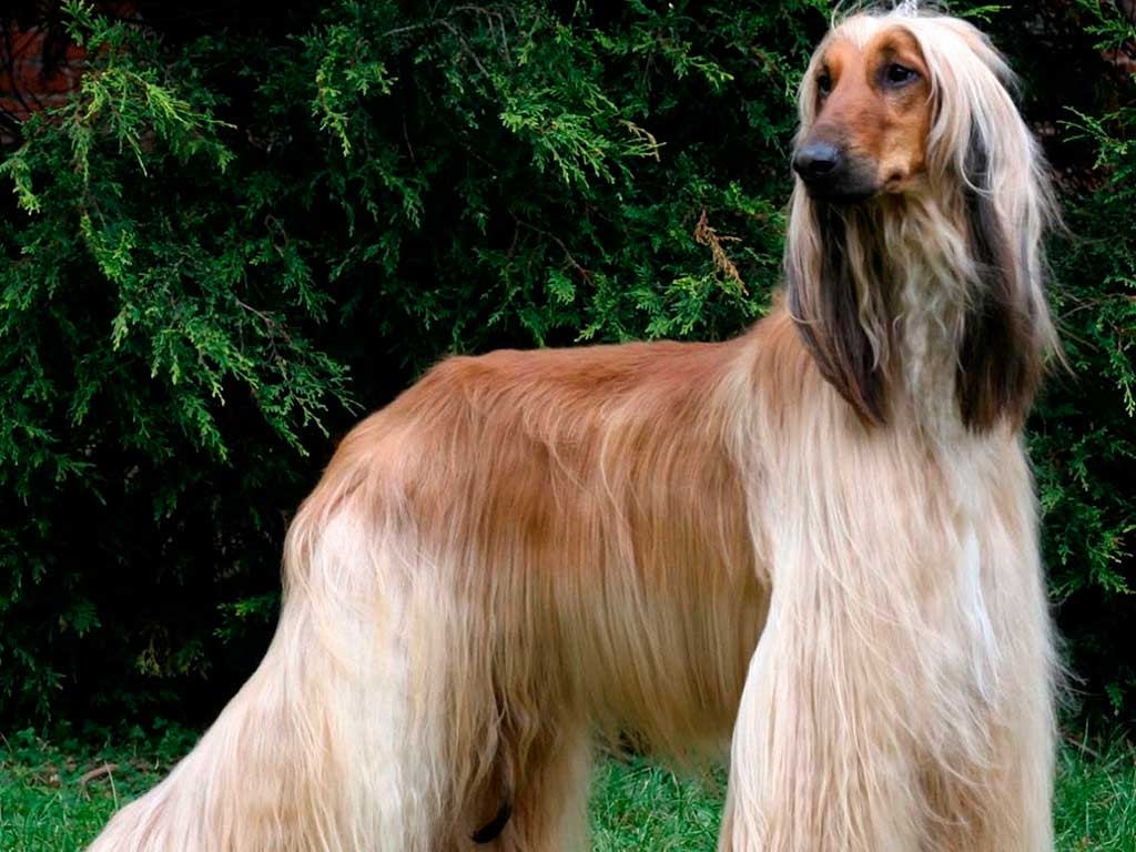 Afghan Hound