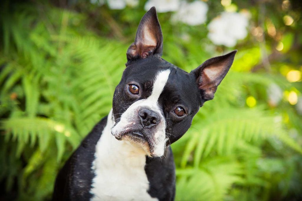 Boston Terrier