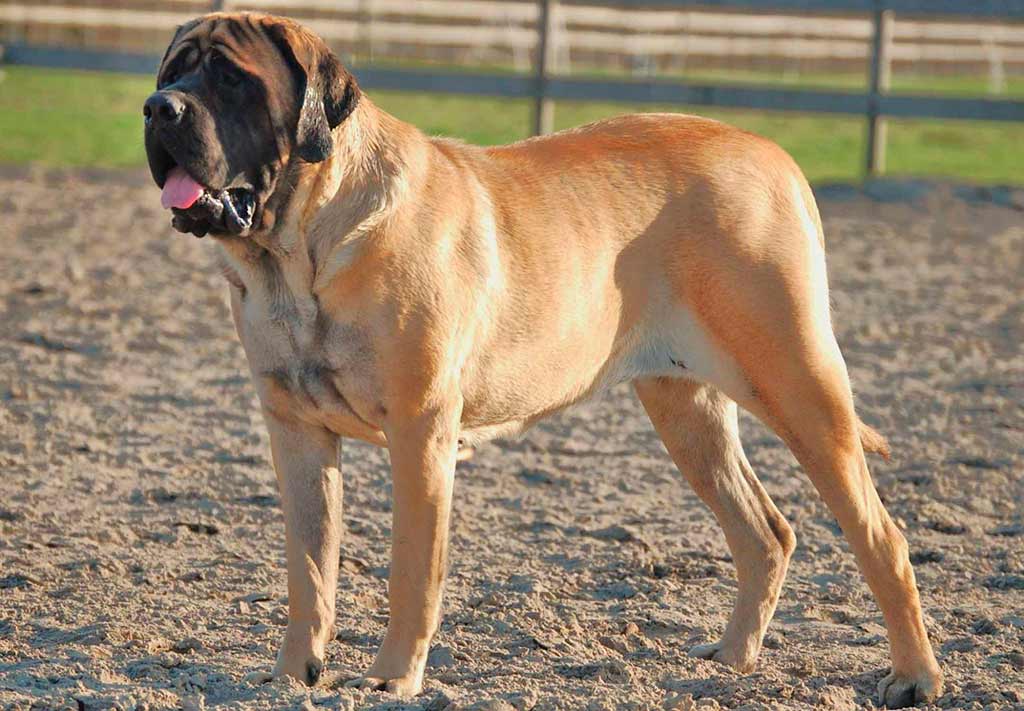 English Mastiff